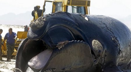 Exploding Southern Right Whale on beach near Cape Town - VIDEO