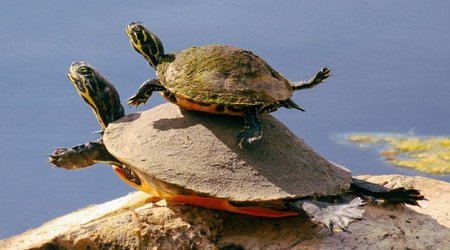 Turtle mother teaches her baby how to swim - PHOTO
