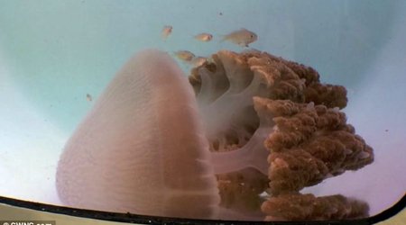 Huge deadly pink jellyfish rediscovered - PHOTO