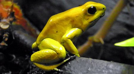 World's most deadliest animals - PHOTO