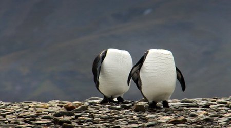 Running around like a headless penguin