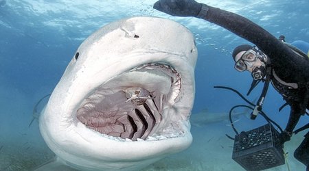 Incredible photos of a diver hand-feeding a killer shark - PHOTO