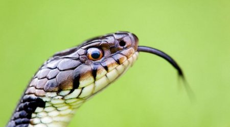 Man bitten on penis by hungry snake lurking in toilet