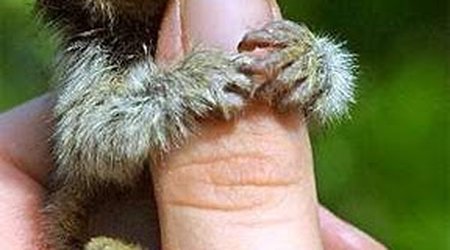 How Small An Animal Could Be? PHOTO