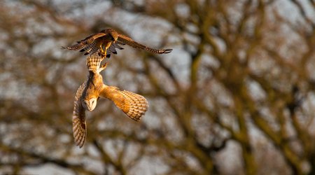 A daring kestrel tries to steal a vole right out of a barn owl's talons - PHOTO
