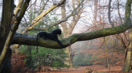 Big cat emerges in the London fog - PHOTO