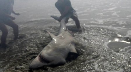 Man hooks a Great White shark off the beach - PHOTO+VIDEO