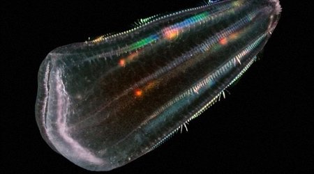 Did humans descend from jellyish?