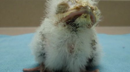 Frogmouth chick is raised by zookeepers because ... - PHOTO