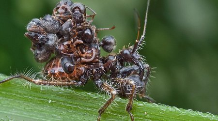 Assassin bug disguises itself with cloak of dead ants - PHOTO