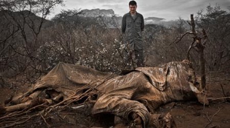 The year wildlife crime became an international security issue - PHOTO