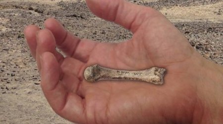 Old bone dates human hand evolution