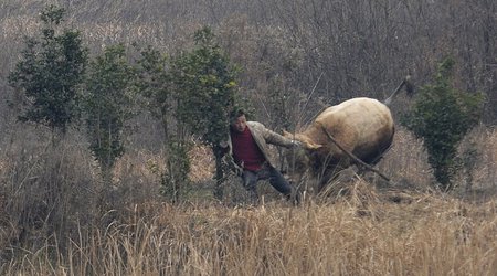 Why you shouldn't poke bull with big stick - PHOTO