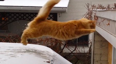 Waffles the cat tries to jump on to snowy roof - PHOTO