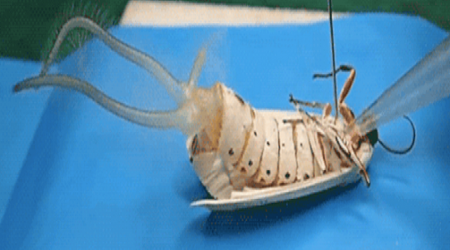 This video of a dead inflated moth will give you nightmares - VIDEO
