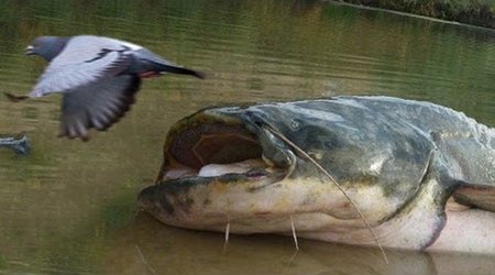 Killer catfish hunt pigeons on island - PHOTO+VIDEO