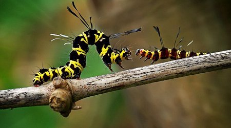 Creepy-crawlie tells rival, 'get off my branch' - PHOTO