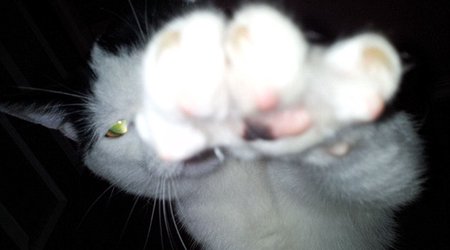 Attack of the 'feline ninja! - PHOTO