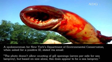 Huge eel like creature caught in New Jersey - PHOTO+VIDEO