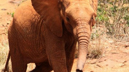 How an elephant orphanage saved Zongoloni - PHOTO