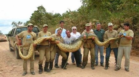 Man eating anacondas - Documentary FILM