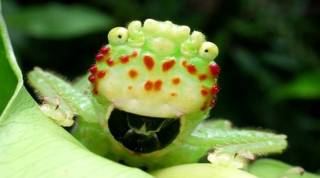 Costa Rican 'ugly bug’ shocks photographer