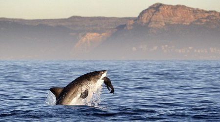 Incredible moment a Great White shark leaped out of the water - PHOTO