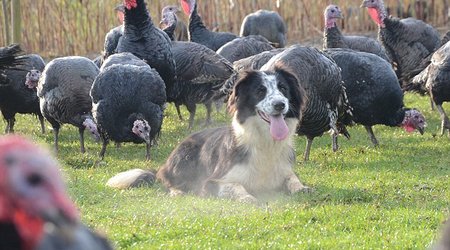 Adorable highly trained 'turkeydogs' - PHOTO