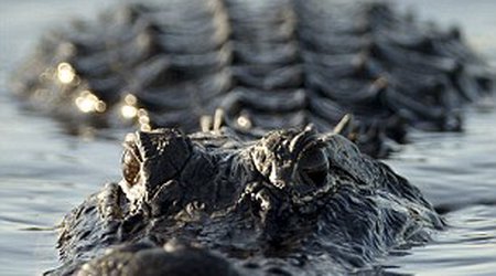 Python loses death match with Florida alligator and ends up in its jaws - PHOTO+VIDEO