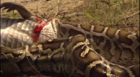Invasion of the Giant Pythons - VIDEO