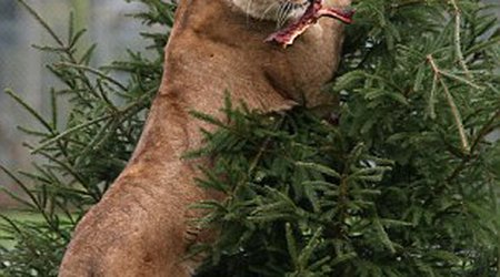 Lions enjoy their own Christmas dinner - PHOTO