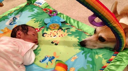 Little Claire couldn't ask for better friend than this protective corgi