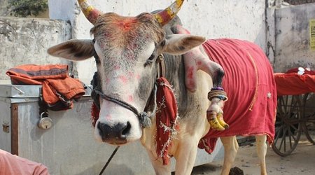 Pregnant women pay farmer to let them touch his five-legged cow's extra hoof