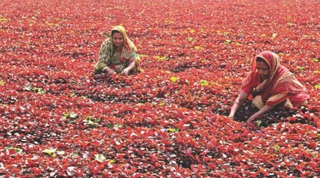 Season of plenty and yet - PHOTO