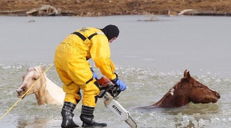 Two horses are saved from drowning in frozen lake - PHOTO+VIDEO