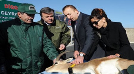 Gazelles coming home - reintroduction in Azerbaijan and Georgia