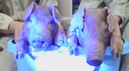 Scientists create the world's first glow-in-the-dark pigs using jellyfish DNA