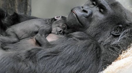 This adorable newborn gorilla clings on to her mother - PHOTO