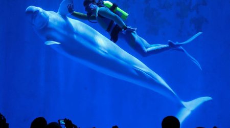 Beautiful photos show whales dancing in unison - PHOTO