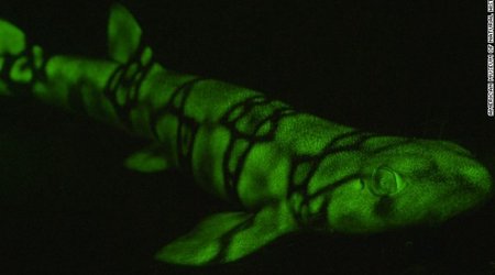 Fish put on new light - PHOTO