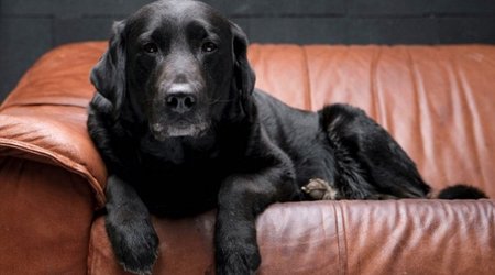 Black dog syndrome means more black dogs are without homes