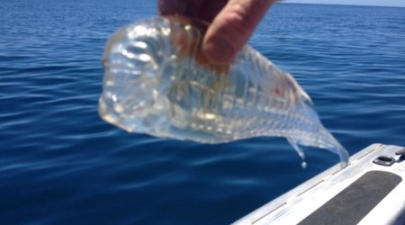 Transparent fish! - PHOTO