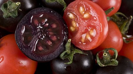 Scientists develop purple tomatoes to create 2,000l of modified fruit juice - PHOTO