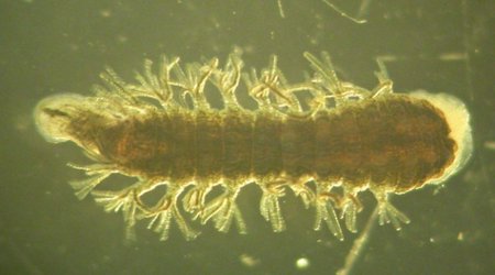 This 'Super Leech' Can Survive At -320 Degrees