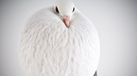 Here are some pigeons modelling, just because - PHOTO