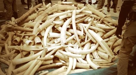 Does destroying ivory save elephants?