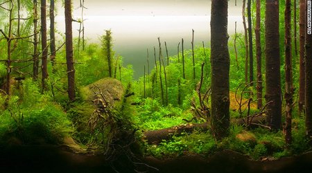 This is the eerie, beautiful world of aquascaping - PHOTO