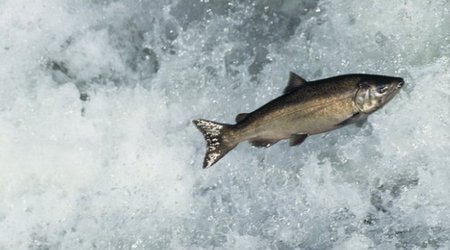 Pacific salmon migrate with a 'magnetic map'