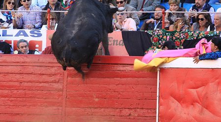 Half tonne bull attempts to flee Mexico's famous bullring - PHOTO