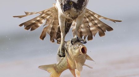 Osprey swoops to seize the prey - PHOTO